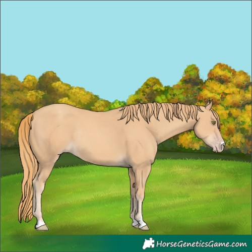 Horse Color:Gold Champagne Rabicano