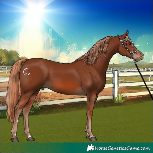 Horse Color:Chestnut 