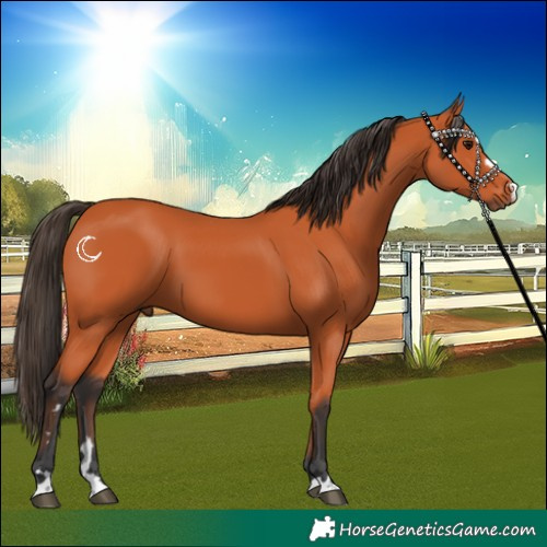 Horse Color:Bay 
