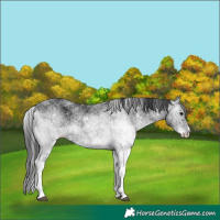 Horse Color:White Spotted Black