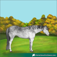 Horse Color:White Spotted Black