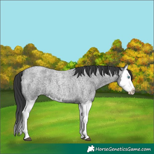 Horse Color:Blue Roan Splash 