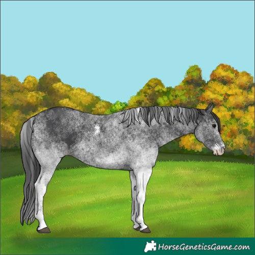 Horse Color:White Spotted Black