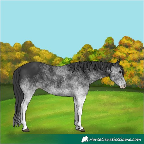 Horse Color:White Spotted Black