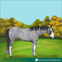 Horse Color:Blue Roan Splash