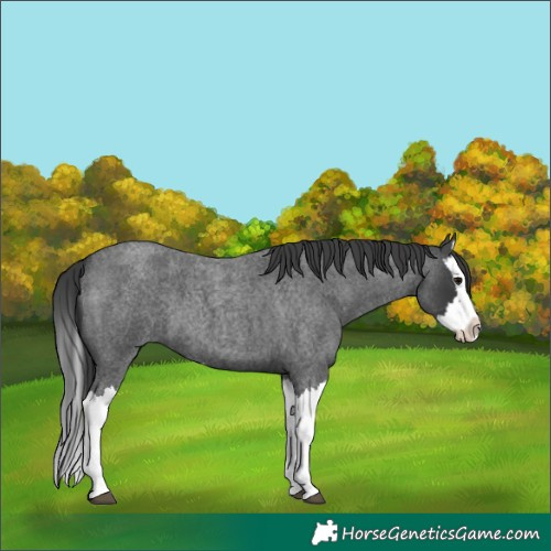 Horse Color:Blue Roan Splash