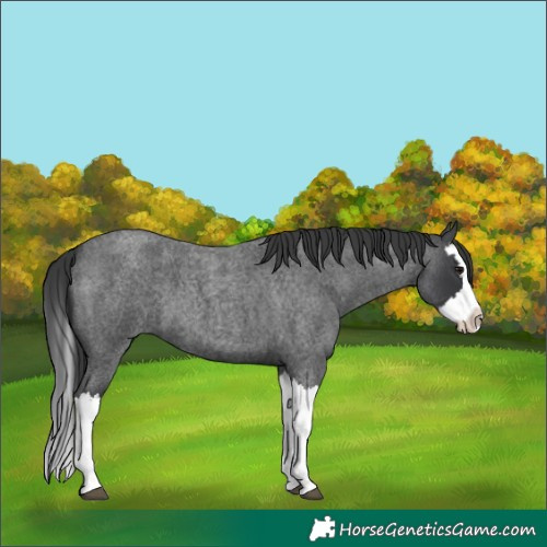 Horse Color:Blue Roan Splash