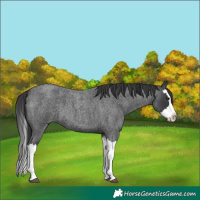 Horse Color:Blue Roan Splash 