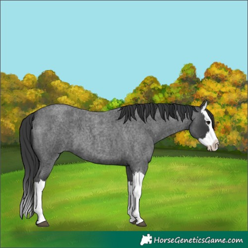 Horse Color:Blue Roan Splash