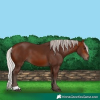 Horse Color:Silver Brown
