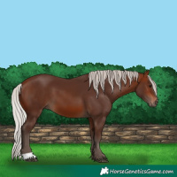 Horse Color:Silver Brown