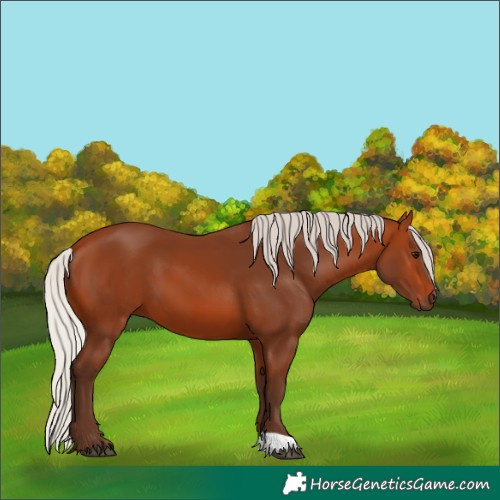 Horse Color:Silver Bay 