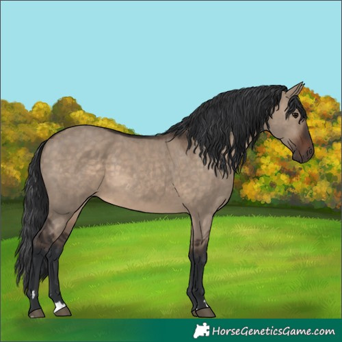 Horse Color:Brown Dun