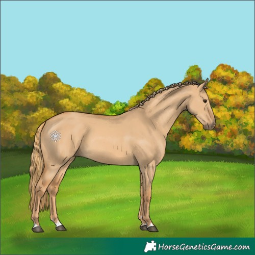 Horse Color:Red Dun