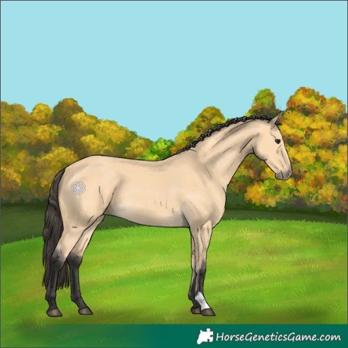 Horse Color:Buckskin