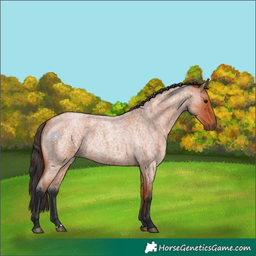 Horse Color:Bay Roan