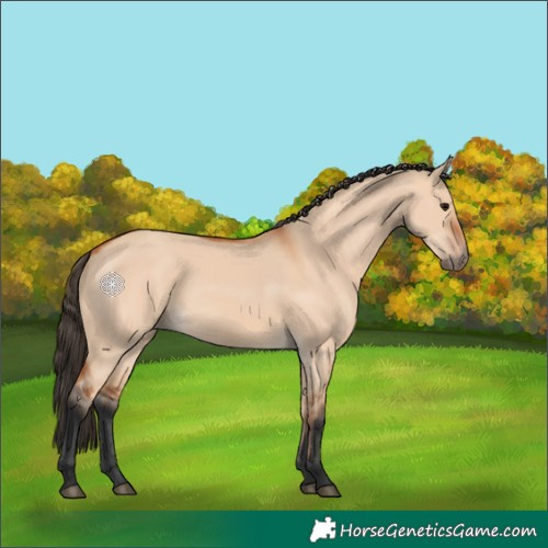 Horse Color:Bay Dun 