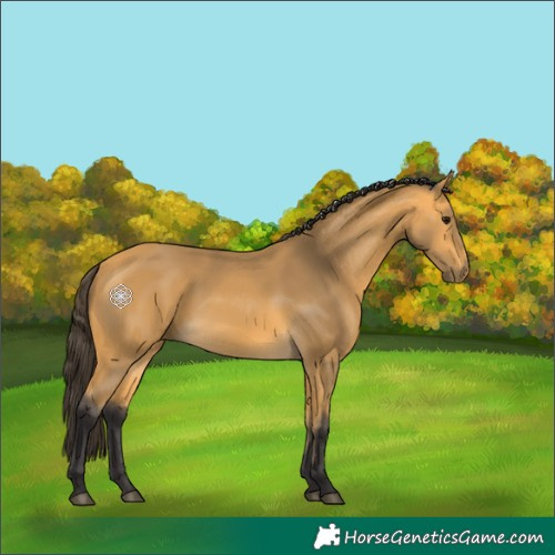 Horse Color:Buckskin