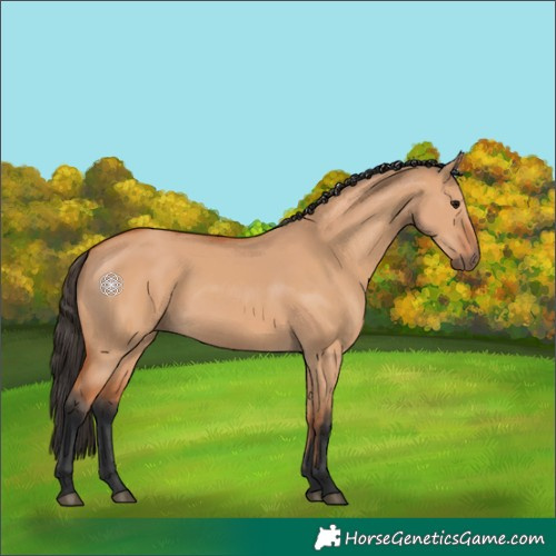 Horse Color:Bay Dun 