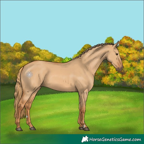 Horse Color:Red Dun Rabicano