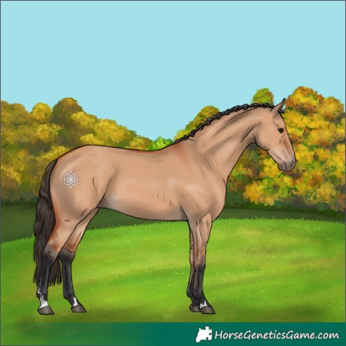 Horse Color:Bay Dun 