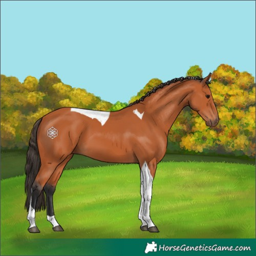 Horse Color:Bay Tobiano