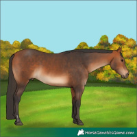 Horse Color:Bay  and Bay 
