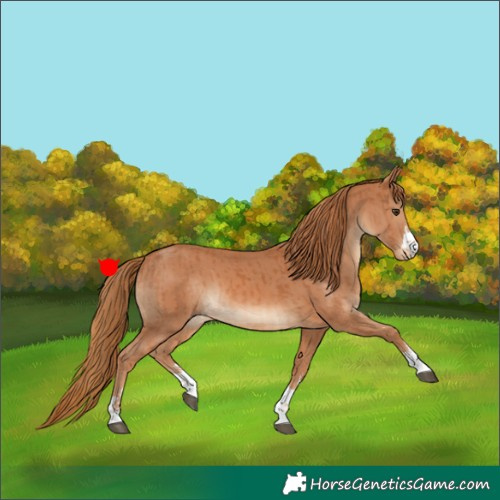 Horse Color:Chestnut  and Chestnut 