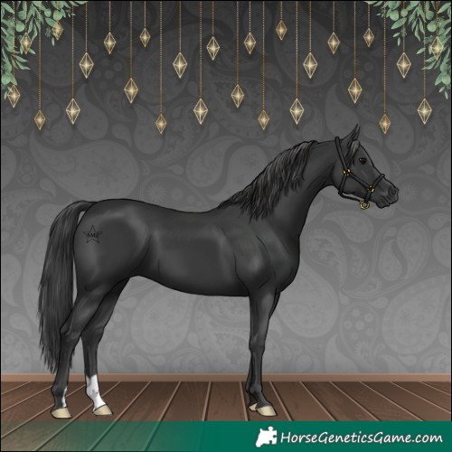 Horse Color:Black 