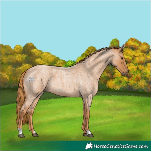 Horse Color:Red Roan