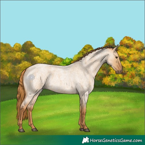 Horse Color:Red Dun Roan