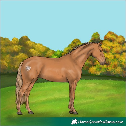 Horse Color:Chestnut 