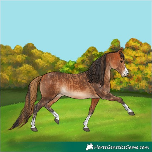 Horse Color:Chestnut and Bay