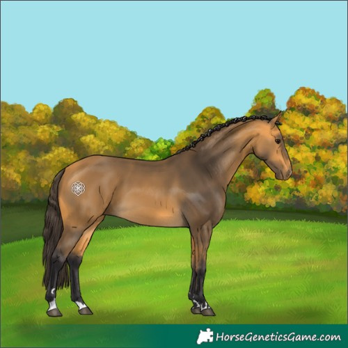 Horse Color:Buckskin 