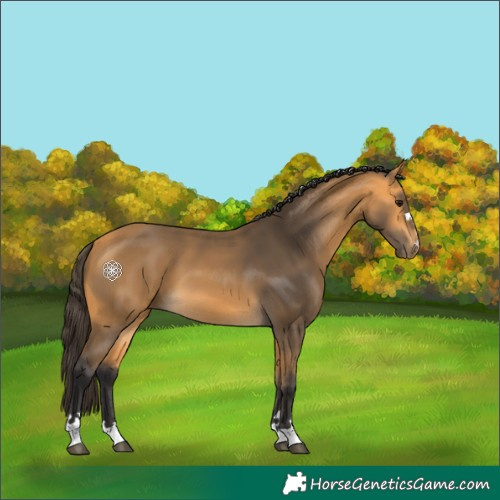Horse Color:Buckskin 