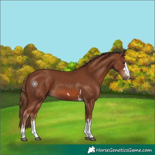 Horse Color:Chestnut 