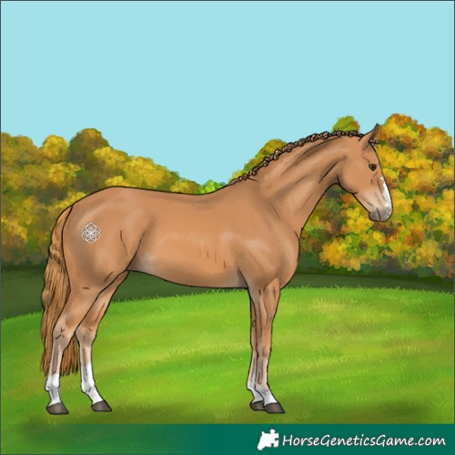 Horse Color:Chestnut 