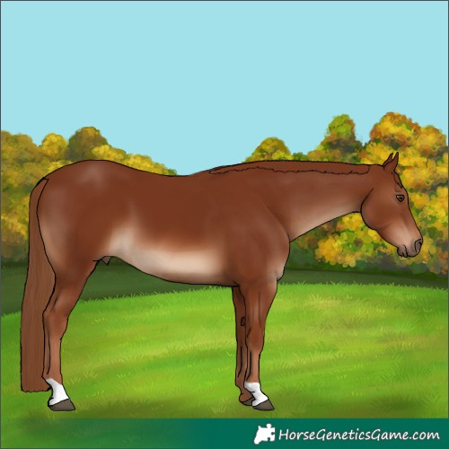 Horse Color:Chestnut 