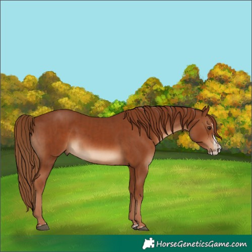 Horse Color:Chestnut  and Chestnut Splash 