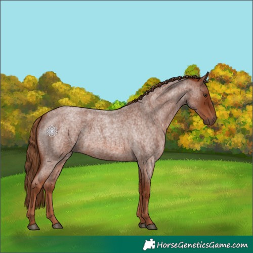 Horse Color:Red Roan