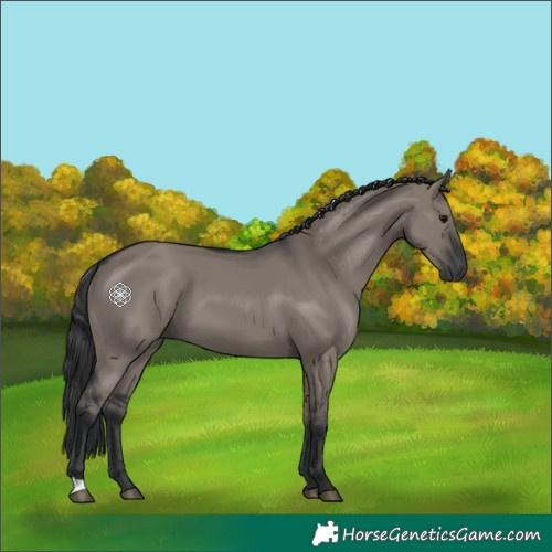 Horse Color:Grullo
