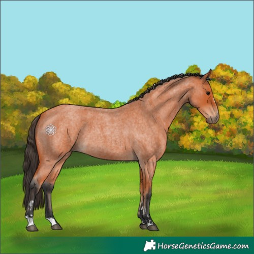 Horse Color:Bay Roan