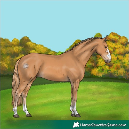 Horse Color:Chestnut 