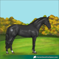 Horse Color:Black 