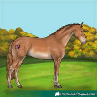 Horse Color:Chestnut  and Chestnut 