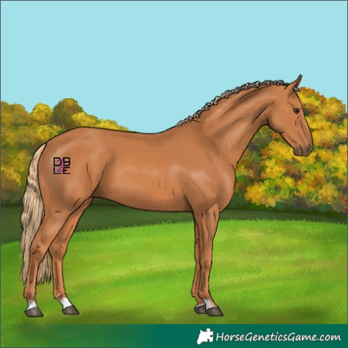 Horse Color:Chestnut 