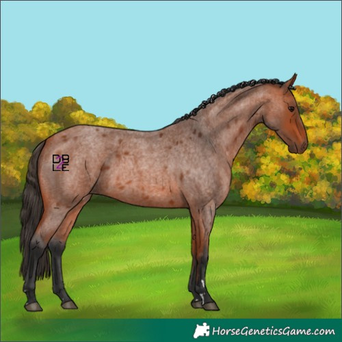 Horse Color:Bay Roan 