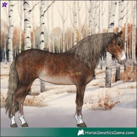 Horse Color:Bay  and Liver Chestnut Rabicano 