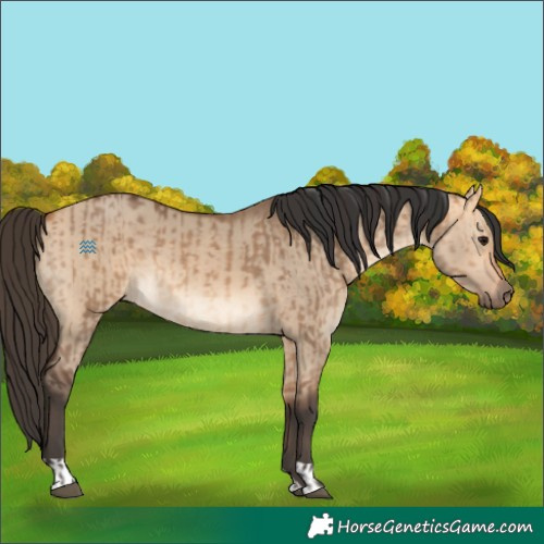Horse Color:Bay Dun  and Bay Dun 