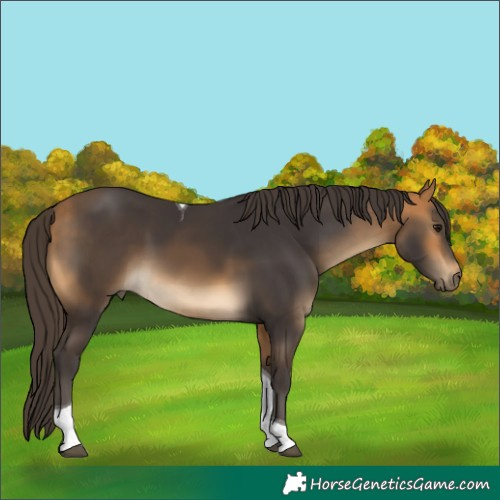 Horse Color:Buckskin Tobiano